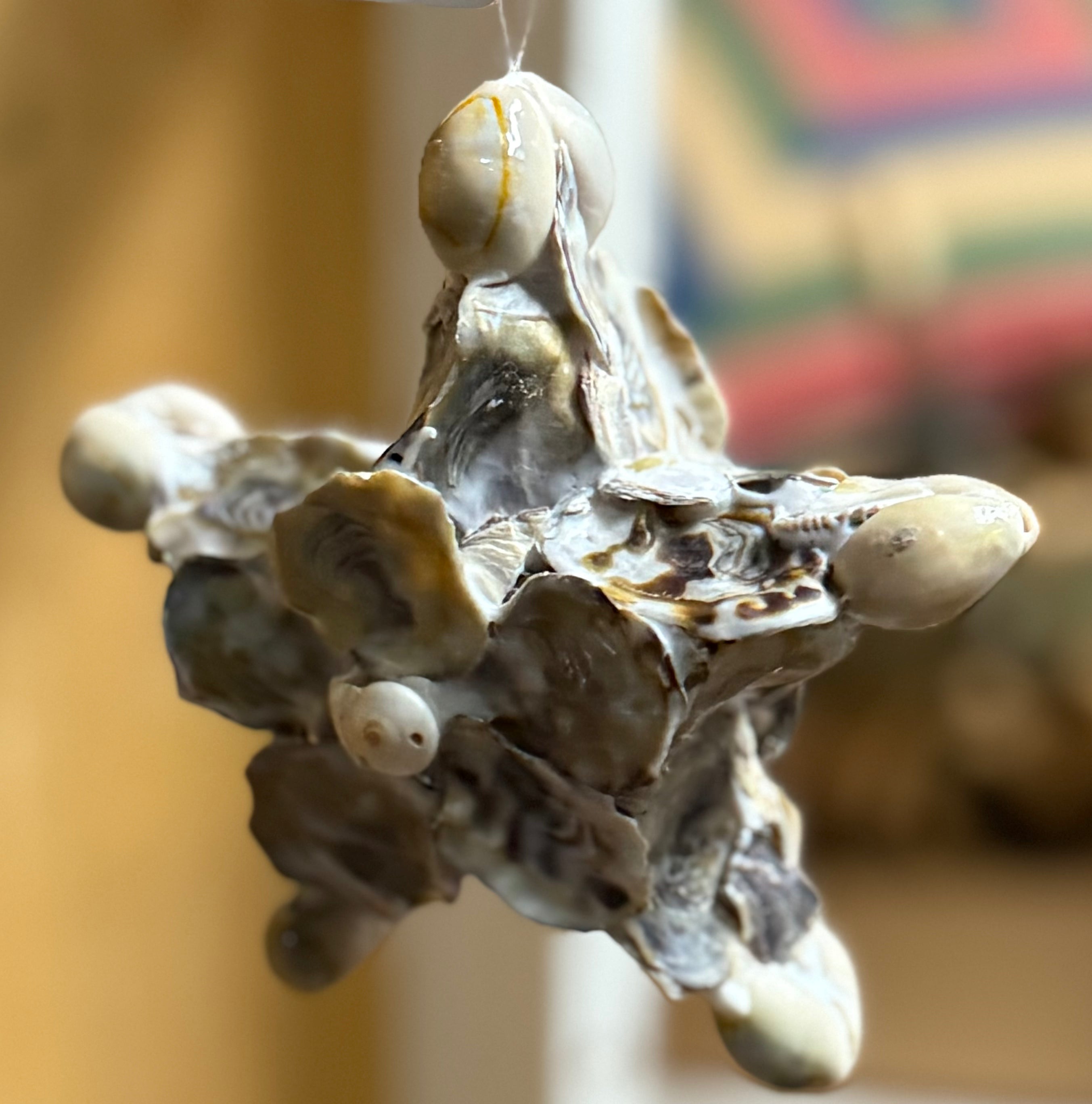 Oyster shell star